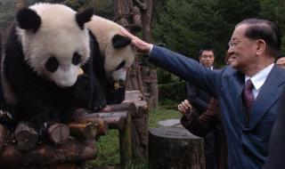 大熊猫团团不幸离世